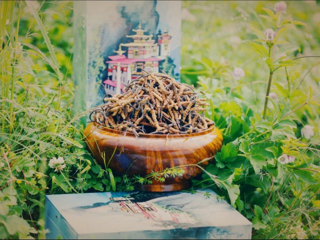 Cordyceps: The Natural Powerhouse You Didn’t Know You Needed