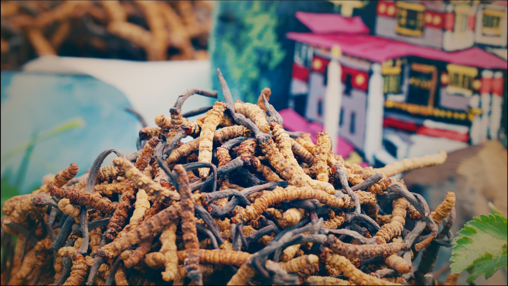 Premium Herbal Cordyceps
