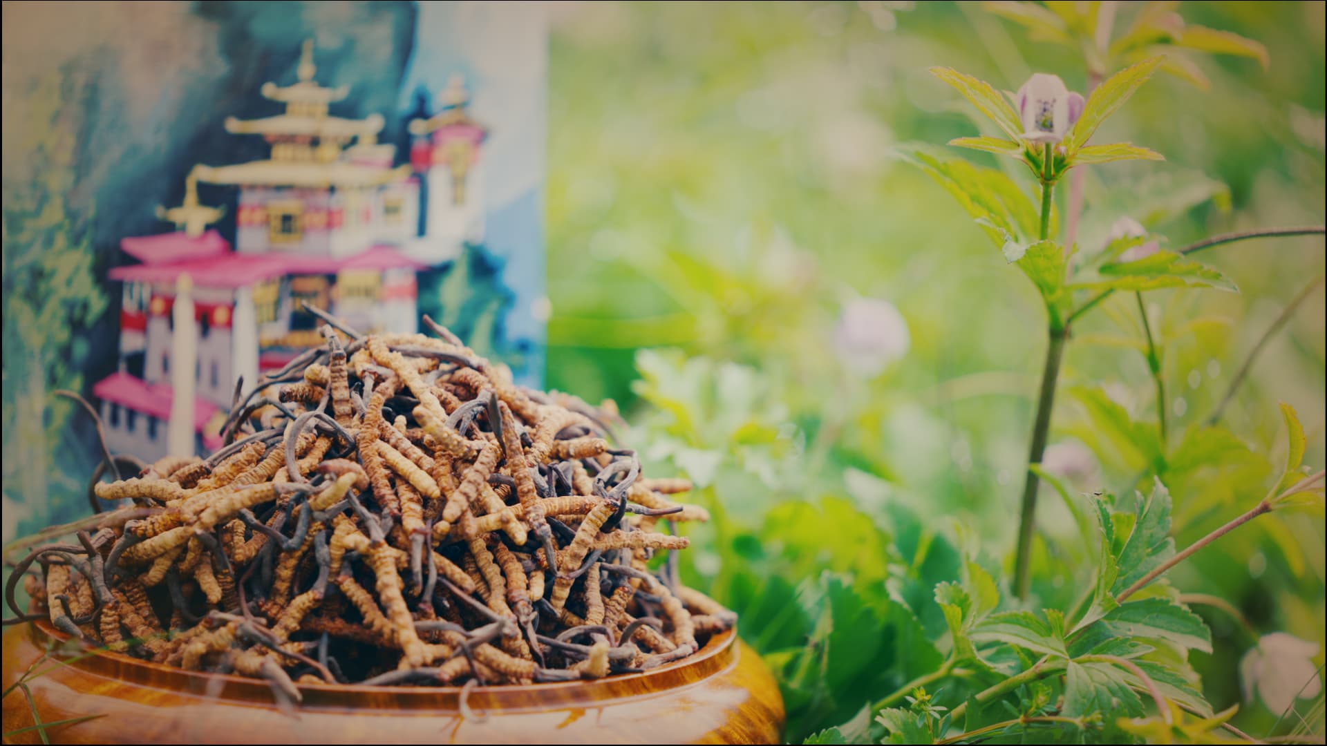Premium Herbal Cordyceps