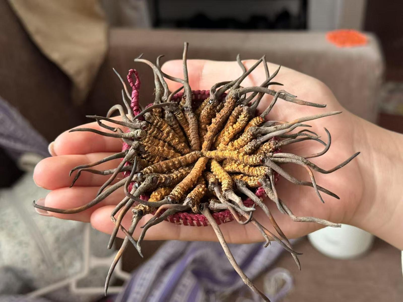 Premium Herbal Cordyceps On hand